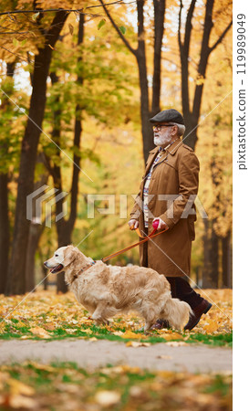 Side view photo of mature man and purebred golden retriever walking together peacefully through fall park, savoring vibrant foliage. Side view photo of mature man and purebred golden retriever walking together peacefully through fall park, savoring vibrant foliage. 119989049