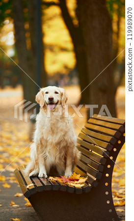 Happy, purebred golden retriever sitting on bench in autumn park in serene day. Vertical photo of pet. Happy, purebred golden retriever sitting on bench in autumn park in serene day. Vertical photo of pet. 119989070