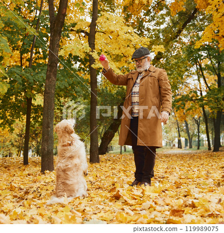 Pensioner and his dog on cozy walk surrounded by golden autumn leaves, enjoying cool breeze and playing together in fall park. 119989075
