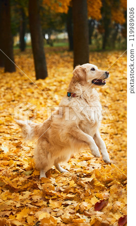 Happy playful dog, purebred golden retriever jumping in motion surrounded fall, bright leaves in park. Happy playful dog, purebred golden retriever jumping in motion surrounded fall, bright leaves in park. 119989086