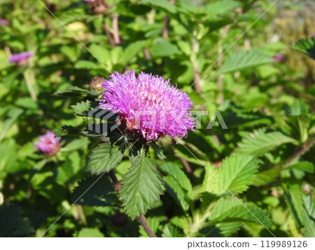 Pineapple Sangria, a perennial plant of the Asteraceae family native to Brazil 119989126