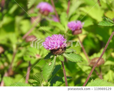 Pineapple Sangria, a perennial plant of the Asteraceae family native to Brazil Pineapple Sangria, a perennial plant of the Asteraceae family native to Brazil 119989129