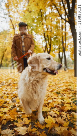 Stylish dressed, elderly man and his golden retriever share quiet walk through park adorned with fall leaves. Stylish dressed, elderly man and his golden retriever share quiet walk through park adorned with fall leaves. 119989131