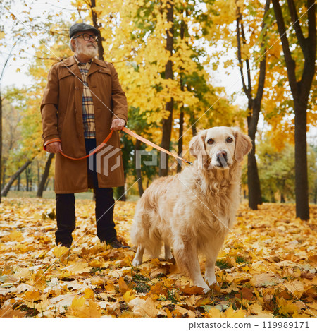 Cute golden retriever joyfully explores park, while its senior owner follows, surrounded by bright fall leaves. 119989171
