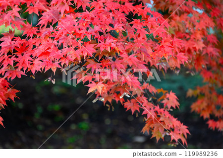 Bright red autumn leaves Bright red autumn leaves 119989236