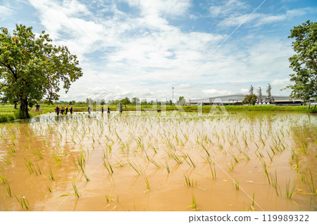 The rice paddy field after transplanted rice seeding by farmers in Udon Thani, Thailand. The rice paddy field after transplanted rice seeding by farmers in Udon Thani, Thailand. 119989322