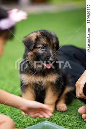 a lovable Alsatian German Shepherd puppy is seen joyfully romping on a field of lush green grass, bringing smiles to all who witness its playful antics. a lovable Alsatian German Shepherd puppy is seen joyfully romping on a field of lush green grass, bringing smiles to all who witness its playful antics. 119989352