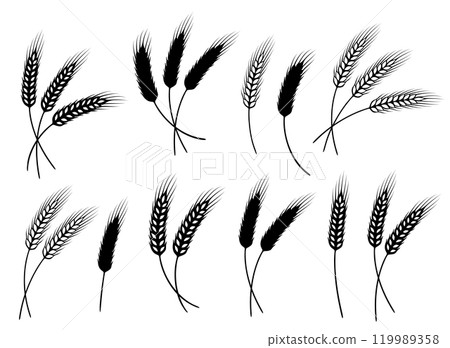 wheat ears, barley and rye spikelet, sheaf and branch set icon 119989358