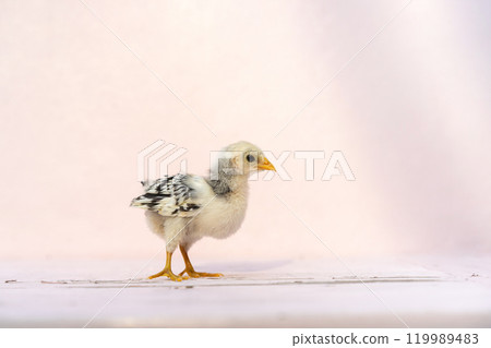 Close up full body baby isolated Hamburg Chick standing on pink pastel colour table and wall in at outdoor sunlight. It is recognised in Germany and Holland Close up full body baby isolated Hamburg Chick standing on pink pastel colour table and wall in at outdoor sunlight. It is recognised in Germany and Holland 119989483