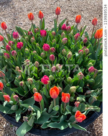 Orange and deep pink tulips at Nagakubo Green Park Orange and deep pink tulips at Nagakubo Green Park 119989534
