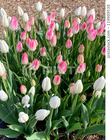 Pink and white tulips at Nagakubo Green Park Pink and white tulips at Nagakubo Green Park 119989538