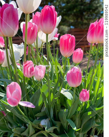 Pink tulips at Nagakubo Green Park Pink tulips at Nagakubo Green Park 119989542