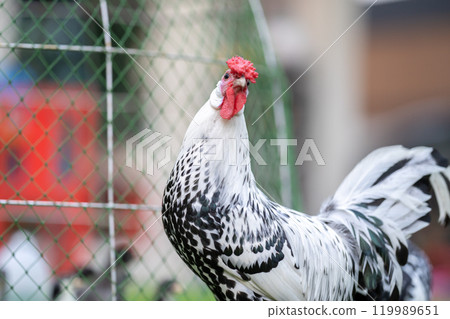 Hamburg Chick at the outdoor field in human home garden. 119989651