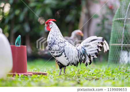Hamburg Chick at the outdoor field in human home garden. 119989653