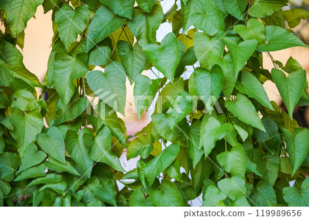 Nature Green Heart Leaf shape for Background. 119989656