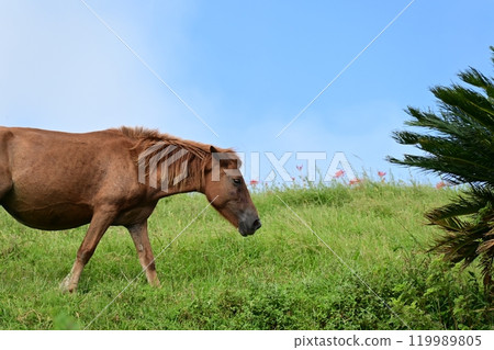 Miyazaki Prefecture, Toi Cape Wild Horses: Misaki Horses 119989805