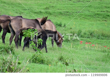 Miyazaki Prefecture, Toi Cape Wild Horses: Misaki Horses 119989806