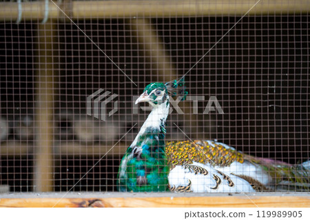 bright peacock head is a stunning sight to behold. The vibrant colors and intricate details of the feathers are clearly visible, showcasing the beauty and majesty of this stunning bird 119989905
