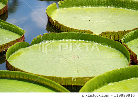 Close up to big LEAF of Lily Lotus in the poud swamp at outdoor field. 119989916