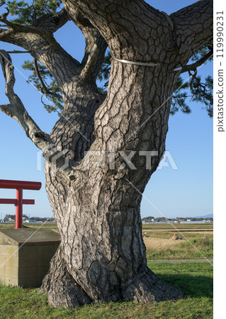 「沖泡之松」 青森縣五所川原市 「沖泡之松」 青森縣五所川原市 119990231