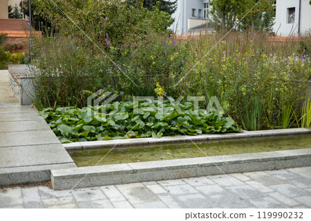 Floating water lily leaves on city park pond water. Relax time, botanical garden Floating water lily leaves on city park pond water. Relax time, botanical garden 119990232