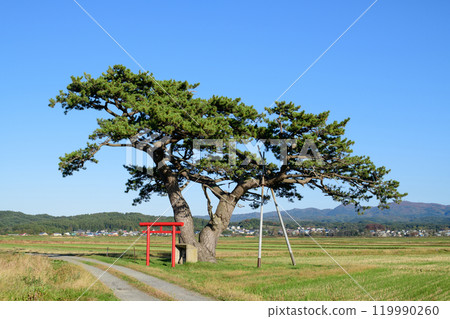 "Okiiizume Pine Tree" Goshogawara City, Aomori Prefecture 119990260