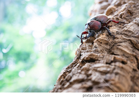 Beetle beetle 119990303