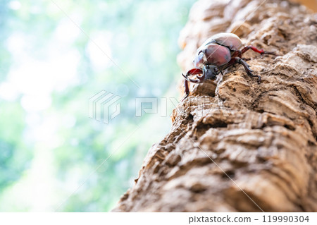 Beetle beetle Beetle beetle 119990304