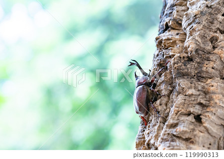 Beetle beetle 119990313