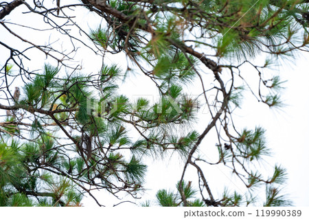 Pine cones on the tree, shoot from bottom view with sky background. 119990389