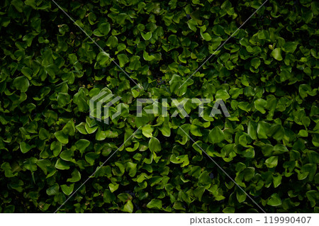 The Water Hyacinth is covering all the river and obstructing water flow. That is the one of water pollution. 119990407