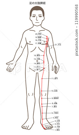 Acupuncture acupuncture points, foot Taiyin spleen meridian, acupressure points illustration 119990568