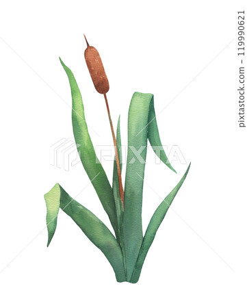 Watercolor river reed, wetland cattail, lake grass, hand drawn illustration Watercolor river reed, wetland cattail, lake grass, hand drawn illustration 119990621