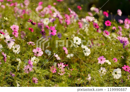 Cosmos flowers 119990887