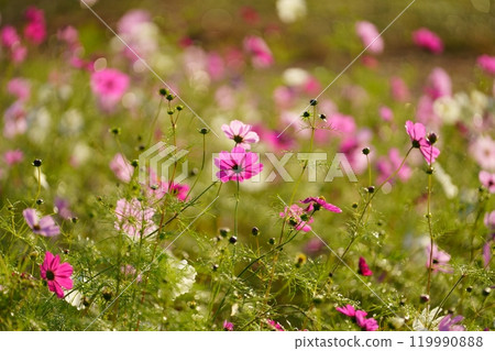 Cosmos flowers 119990888