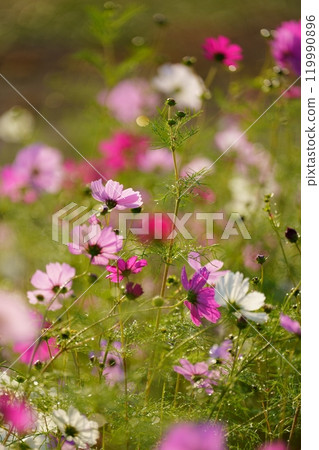 Cosmos flowers 119990896