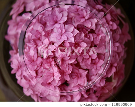 八仙花屬花手水 119990909
