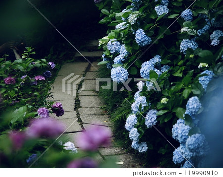 繡球花走廊 119990910