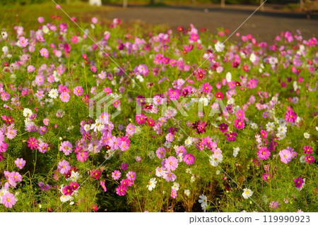 Cosmos flowers 119990923