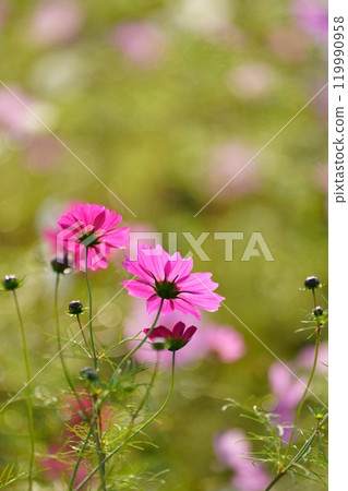 波斯菊花 119990958