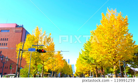 山下公園前的銀杏樹 119991259