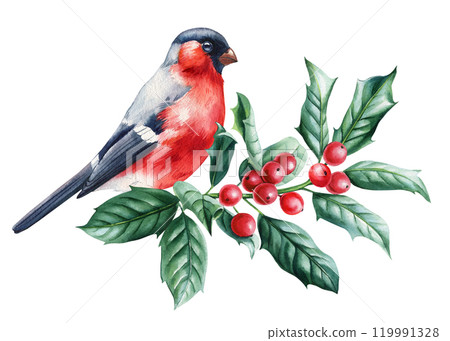 Winter bullfinch sitting on holly branch with vibrant red berries isolated on white, detailed watercolor bird on branch Winter bullfinch sitting on holly branch with vibrant red berries isolated on white, detailed watercolor bird on branch 119991328