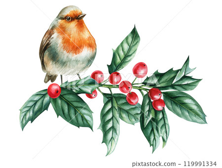 Small robin bird perched on branch. Delicate watercolor painting on white Isolated background for seasonal design, cards 119991334