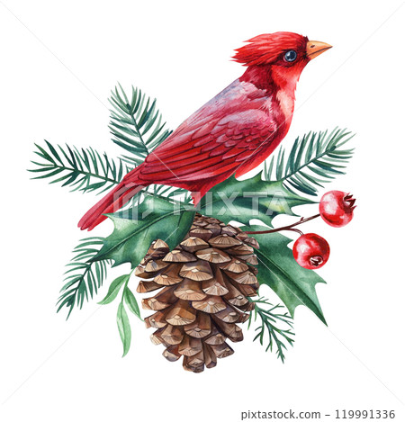 Red cardinal and holly detailed Christmas illustration bird, pine cone, berries. Winter holiday hand-painted watercolor  119991336