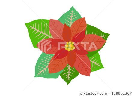 裝飾聖誕節的一品紅花插畫素材 119991367