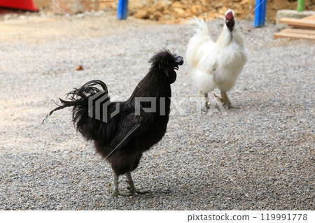 神社/石神社[奈良天理] 119991778
