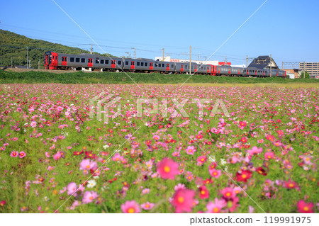 Cosmos field and 813 series train (JR Kyushu) Cosmos field and 813 series train (JR Kyushu) 119991975