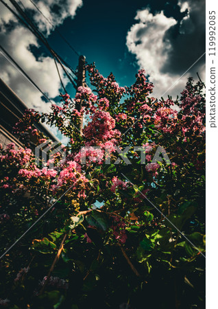 粉紅色的花朵和綠葉在藍天的襯托下 119992085