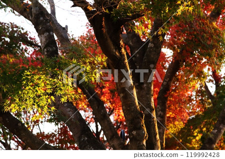 改變葉子的Momiji 改變葉子的Momiji 119992428
