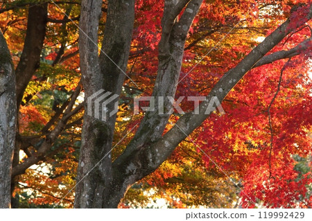 楓葉離開了紅葉 楓葉離開了紅葉 119992429